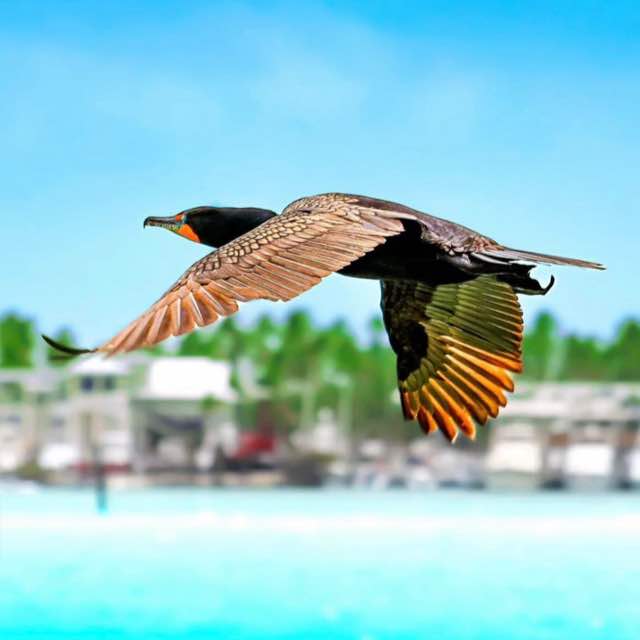 Profile image for 💯Asian Special Porn 💯 - Japanese Chinese Thai Nude